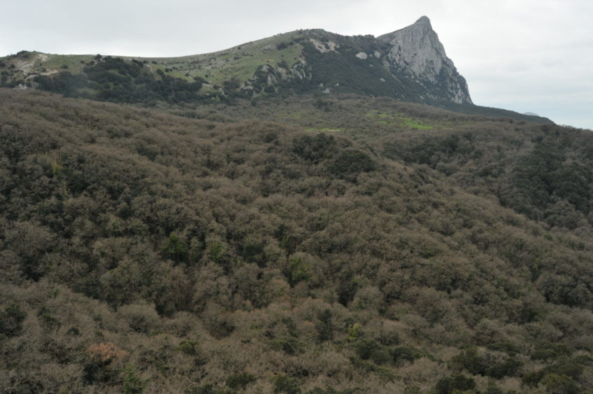 Viaggio in Sicilia: foresta vetusta di Quercus pubescens in habitat 91AA*