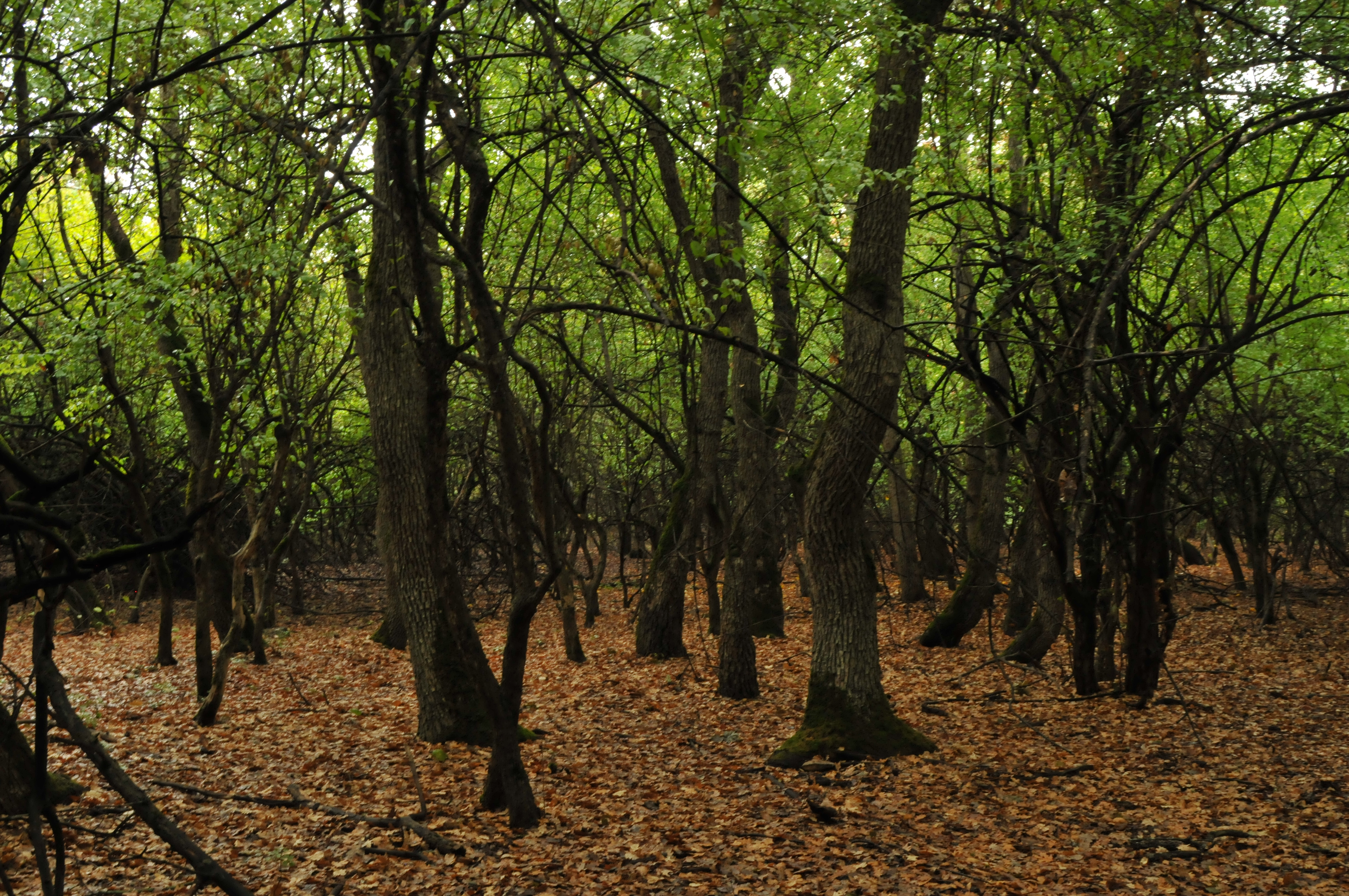 Primo survey di MAR, in foreste vetuste in habitat 91AA *, Dobrogea, Romania.