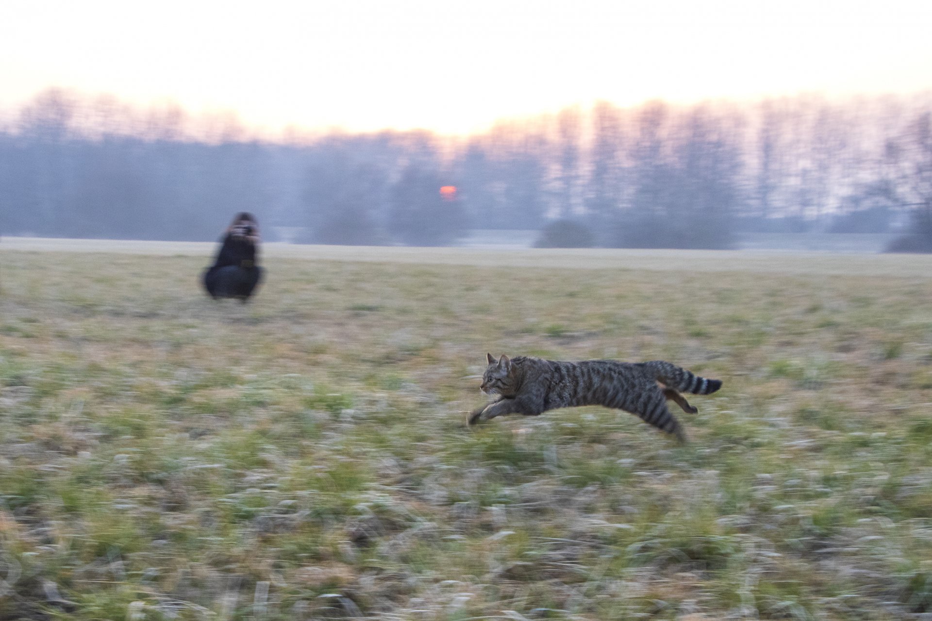 Tre gatti selvatici sono tornati nella natura selvaggia dell’Ungheria!