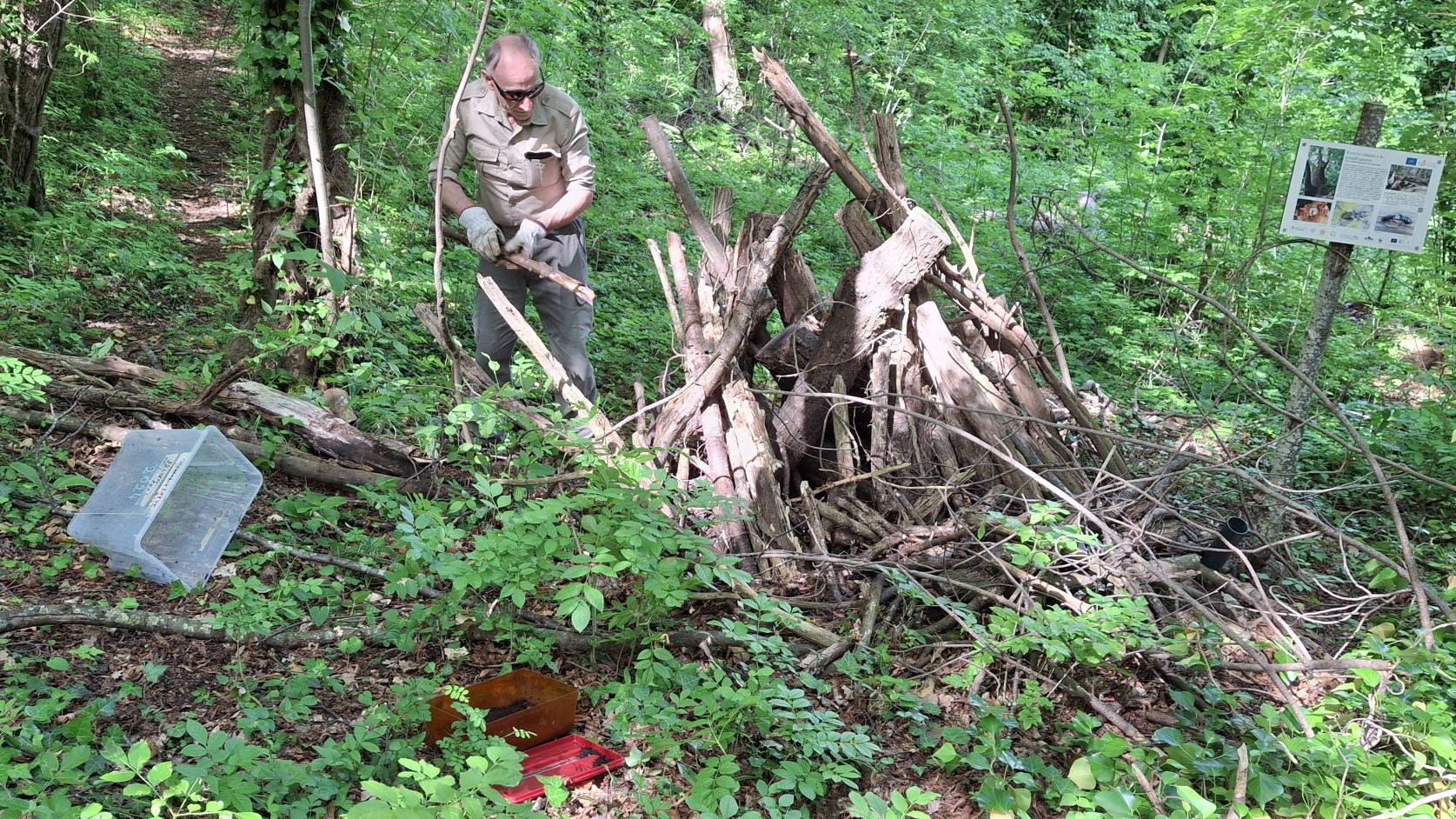 Il cervo volante nei logpyramid del progetto Life4OakForests